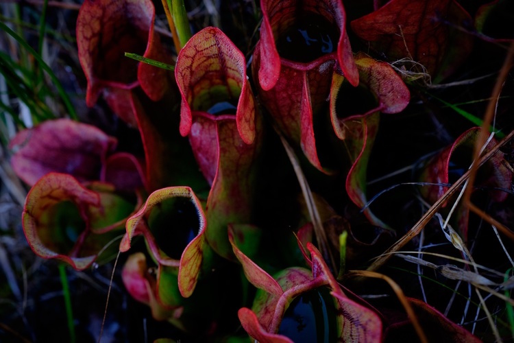 Pitcher plants at the Portman Preserve