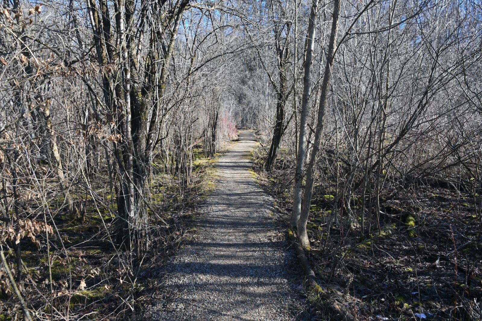 Part of the North Country Trail in Kellogg Forest.