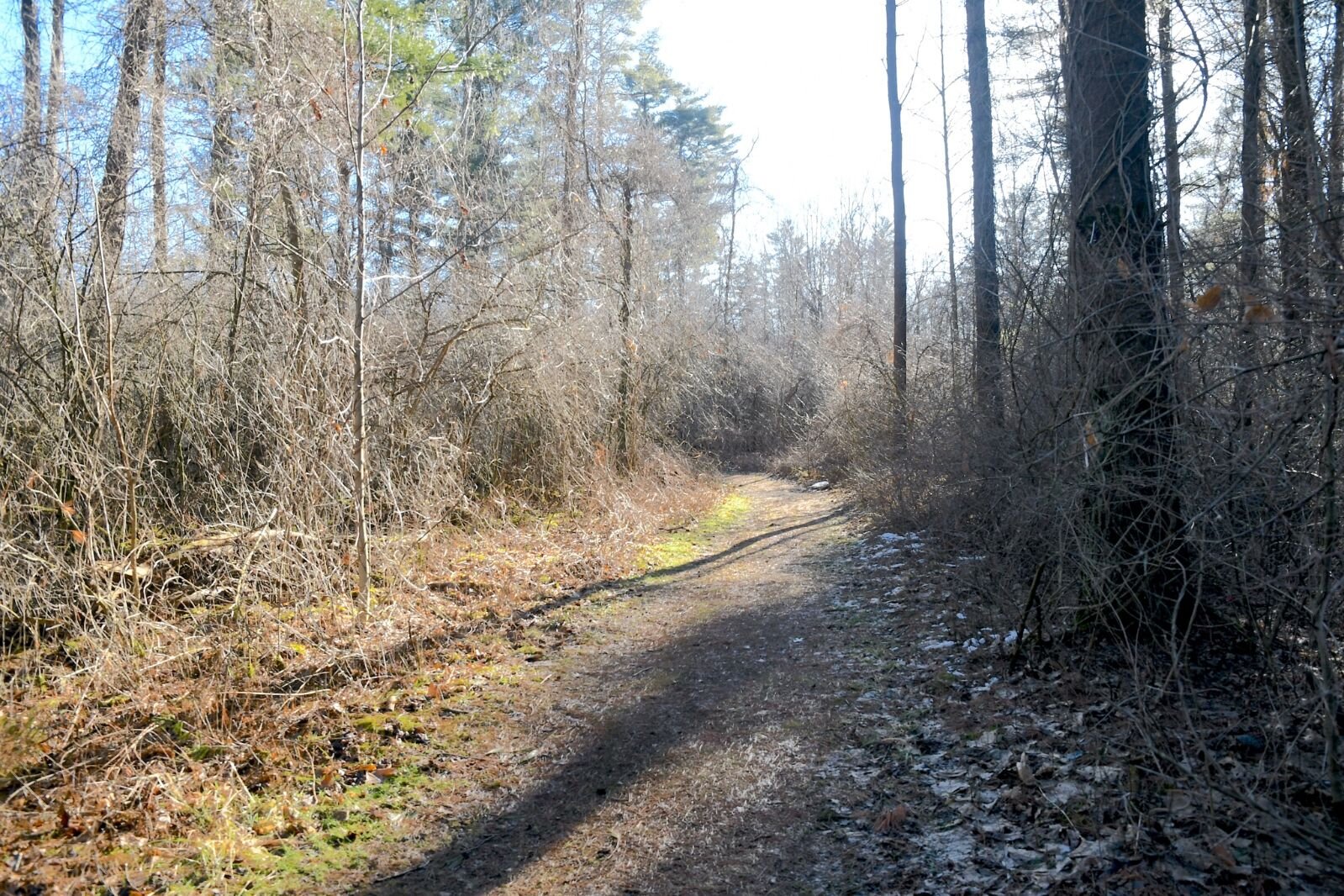 Part of the North Country Trail in Kellogg Forest.