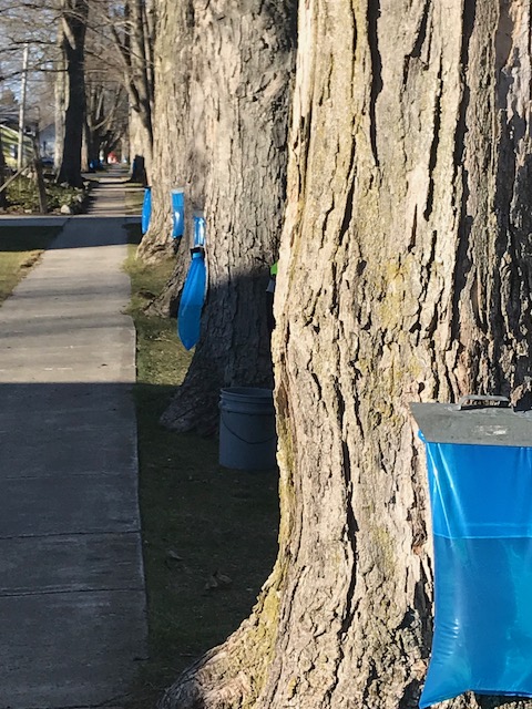 Taps for maple saps can be seen long the sidewalks in Athens.