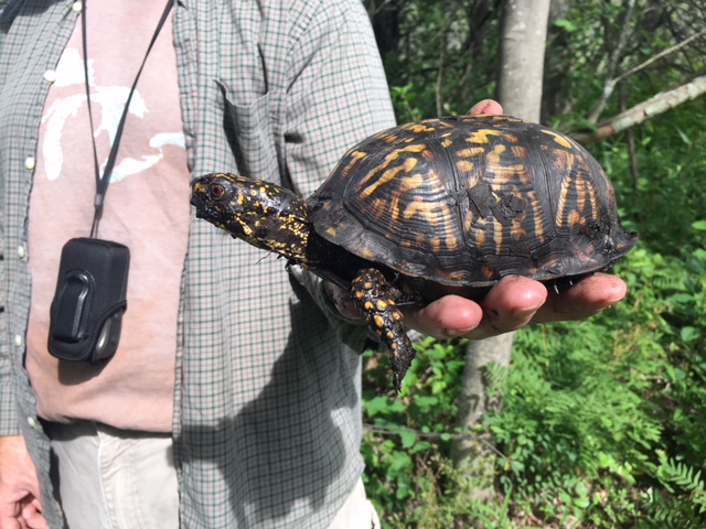 A box turtle found at Portman Nature Preserve.