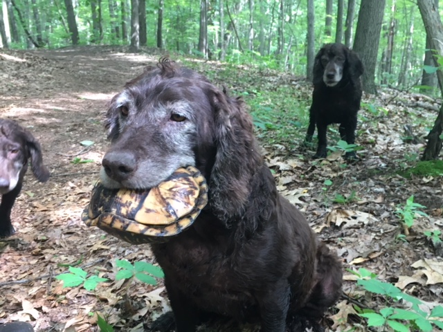 A Boykin Spaniel brings in a turtle it has found.