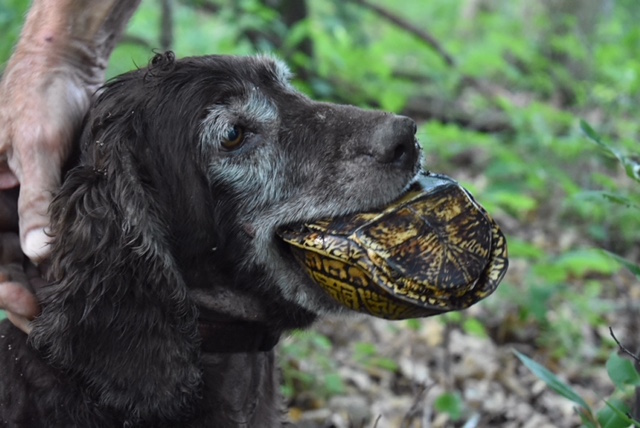 A Boykin Spaniel brings in a turtle it has found.