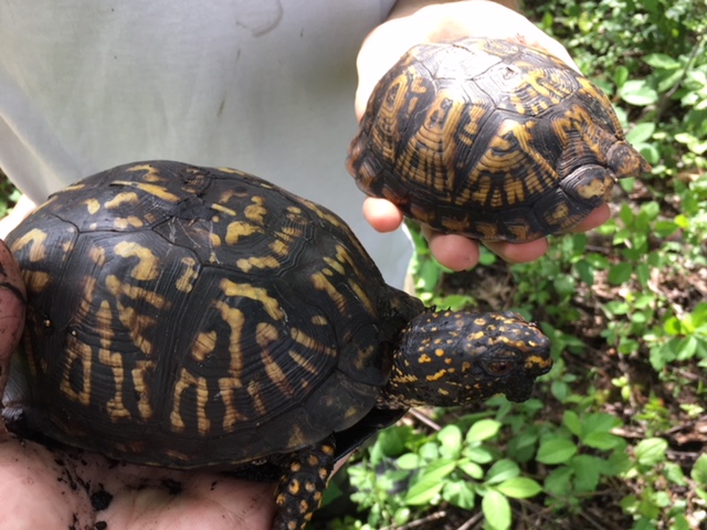 Two of the turtles found by the dogs.