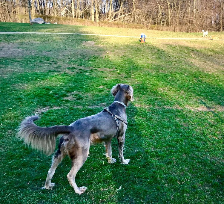 April 3 was the first time “Finnegan” visited the dog park in Fairmount Dog Park in the west Douglas Neighborhood. Owner Stephen Dupuis, an Edison Neighborhood resident, said the dog park is huge compared to others in the area.