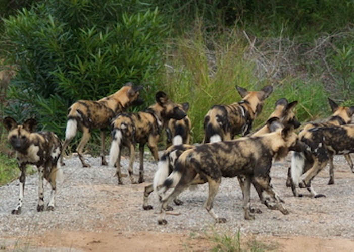 African Painted Dogs will be on exhibit at the Binder Park Zoo