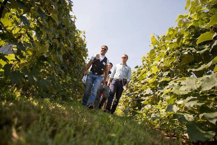 The vineyards of Southwest Michigan