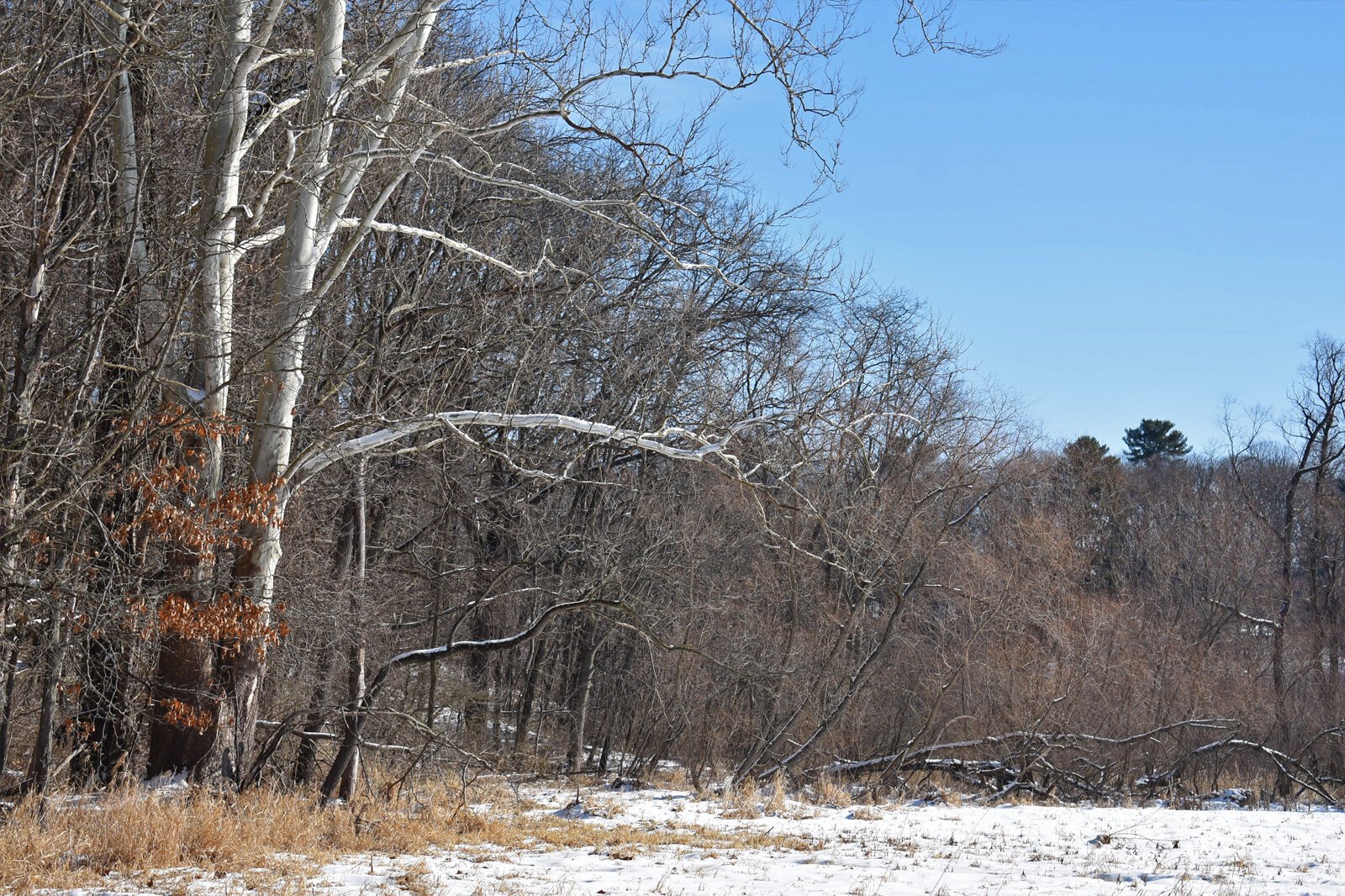 Sycamore trees set off the winter landscape at the new Armintrout-Milbocker Nature Preserve.