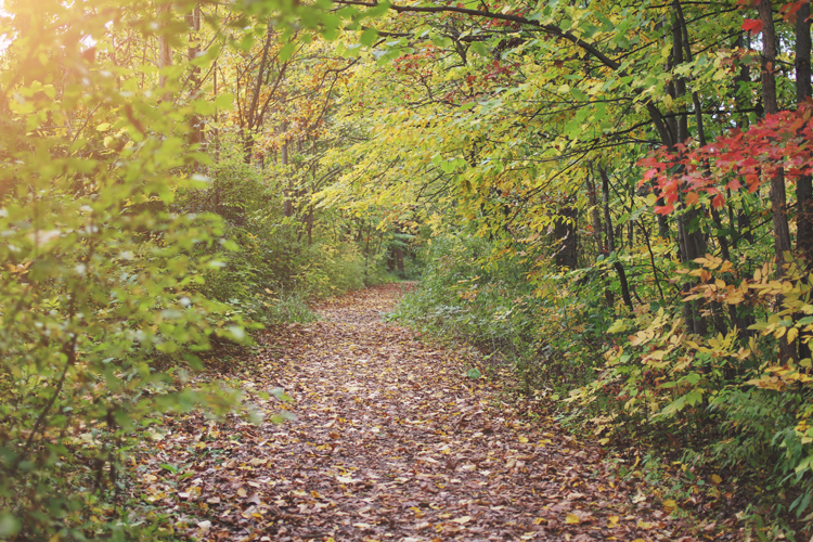 Gorgeous fall colors at the trailhead at the BP Dome Petroleum Nature Trail in St. Clair. 