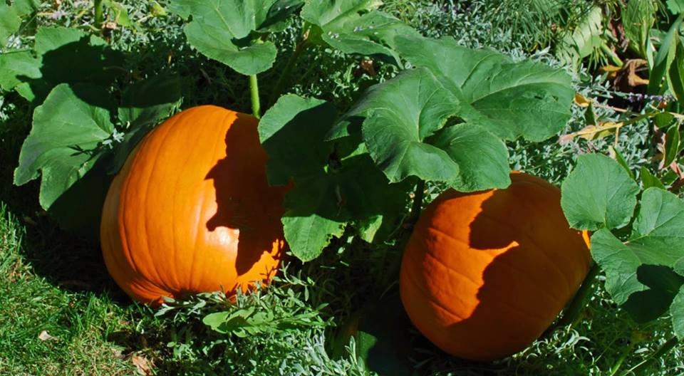  The Pumpkins, Popcorn and Politics campaign may get Mariine City in the Guinness Book of World Records.
