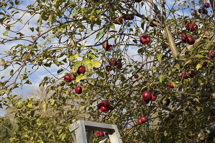 Apple varieties such as MacIntosh, Honeycrisp, Mutsu, Romes, Winesap, Paula Reds, Yellow Delicious, and Jonathan grow on the orchard.