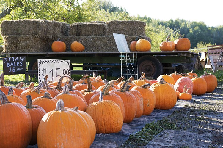 Farm-grown pumpkins are ready to be purchased at Pankiewicz Cider Mill & Farm Market.