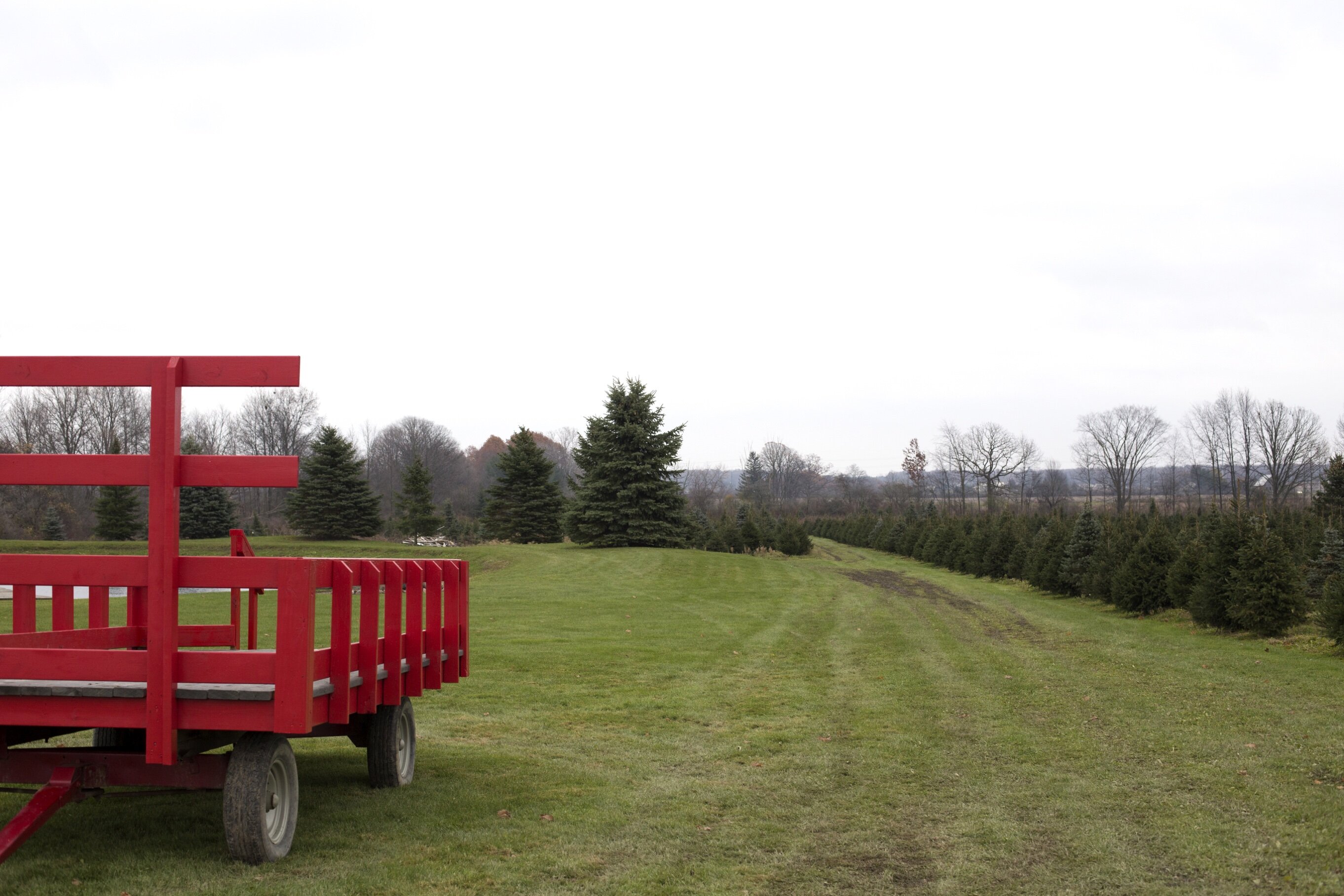 Of the 20-acre property owned by Ed and Theresa Shephard, roughly 15 acres is dedicated to the tree farm. Once customers remove a tree from the field, the red wagon is used to transport the trees back to the front of the property.