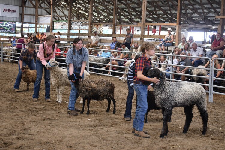 All eyes are on the judge during sheep showing.