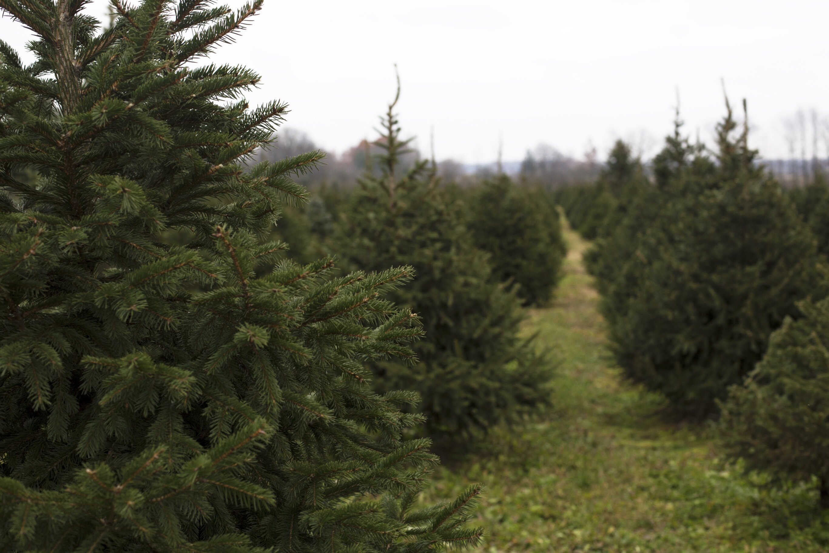 Various trees such as Blue Spruce, Douglas Fir, and Scotch Pine are grown at Country Christmas Tree Farm.