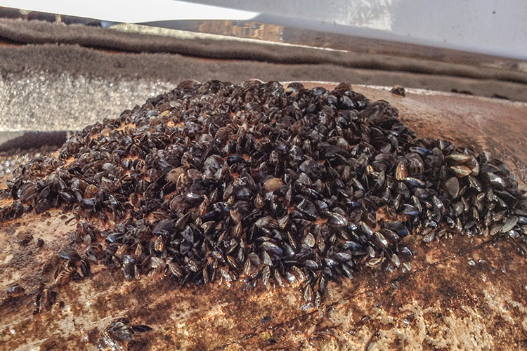 Zebra Mussels