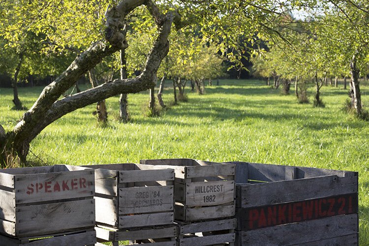 Sorting bins rest under the trees in the orchard at Pankiewicz Cider Mill & Farm Market.
