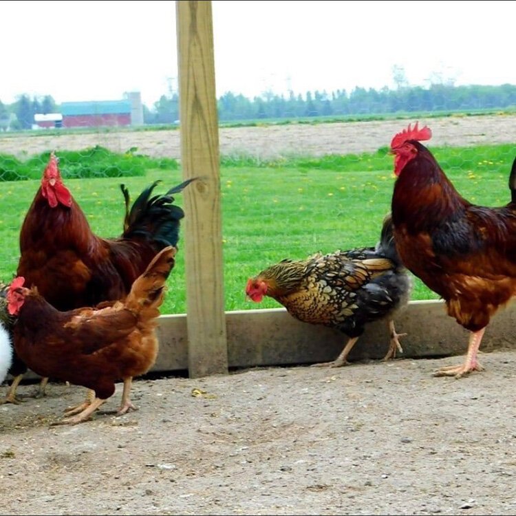 Chickens at Becks Farm and Produce.