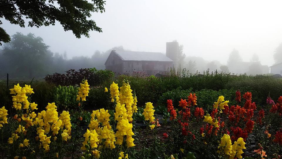 The Blue Hills Farm barn in the early morning mist with snapdragons in the foreground.