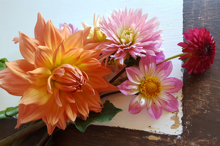 Pictured are some of the first dahlia cuttings from the field, which will soon be bursting with these lovely flowers/