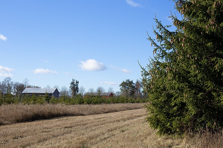 Centennial Pines Tree Farm is located at 2775 Bricker Rd. in Goodells.