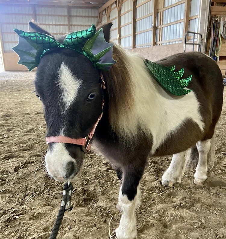 A pony is dressed up and ready for the Halloween Spooktacular at Day Dreams Farm Equine Rescue and Rehabilitation.