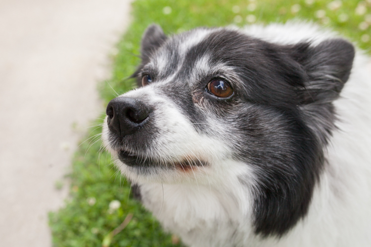 Fritz is the main inspiration for Lindsey Sobkowski's business-- Fritz's Bone Appetite.