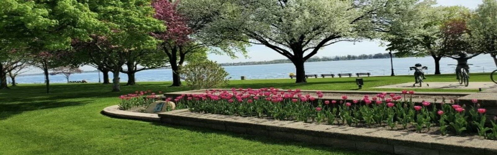 Tulips placed by the St. Clair Garden Club.