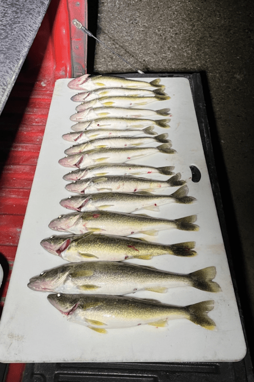 A row of Walleye caught on one of Michigan Honey Hole's charter fishing trips.