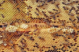 Bosco's Bees honey bees. 