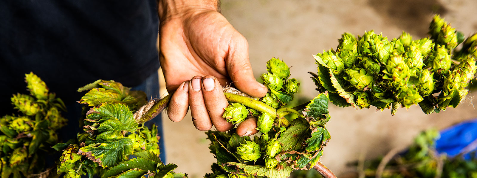 Crews work to harvest galena hops at Hoppily Ever After Farms