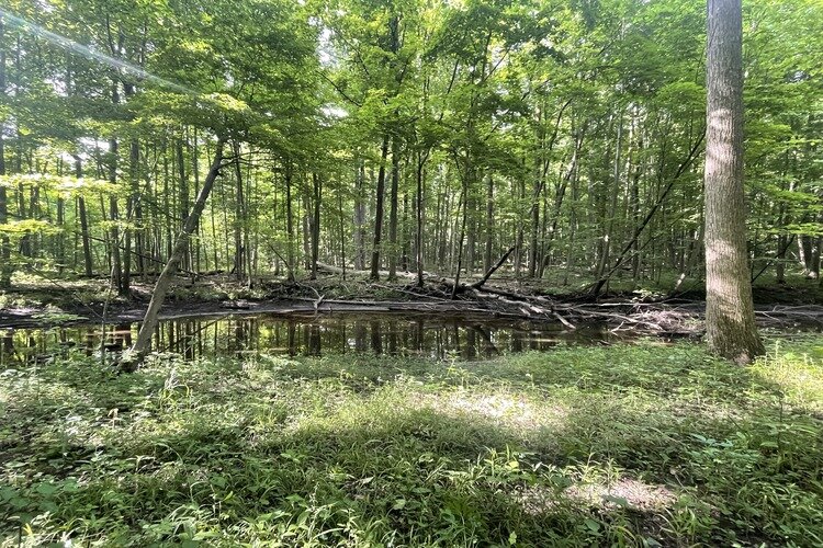 The James and Alice Brennan Nature Sanctuary trail is owned by the Michigan Nature Association and runs along the Pine River.