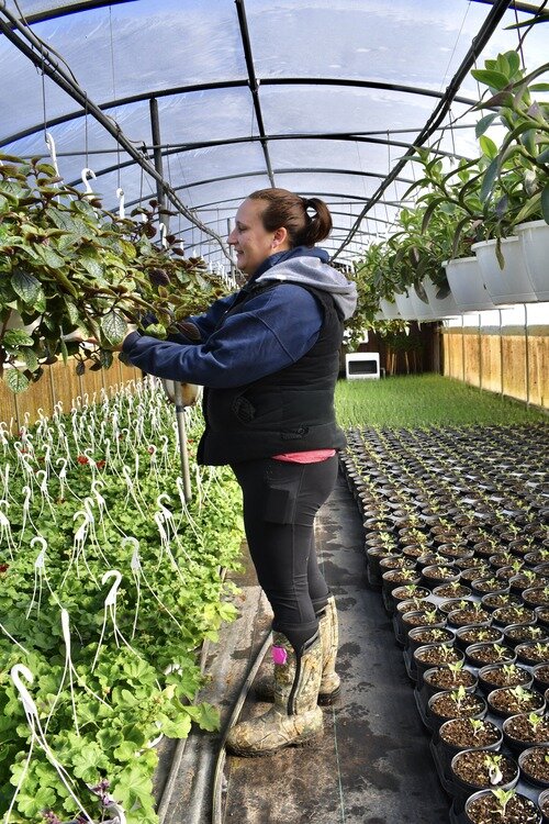 Laura Rzanca working in one of the greenhouses on Griskie Farms.