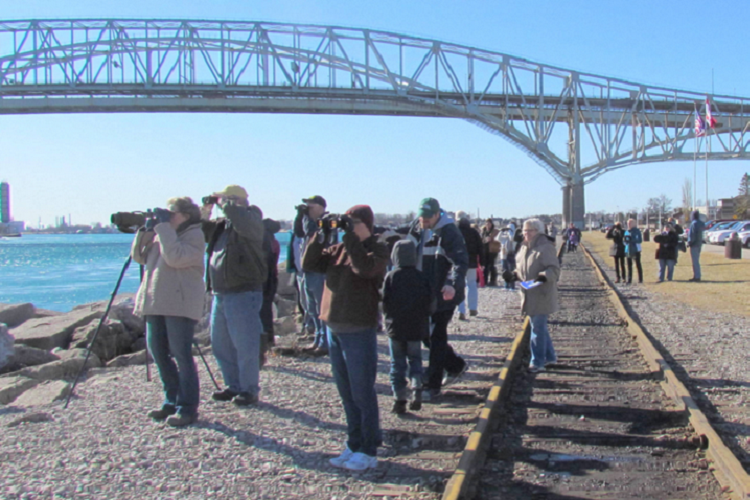 Winter Bird Blast is an annual event in Port Huron sponsored by the Friends of the St. Clair River and the Blue Water Audubon Society.