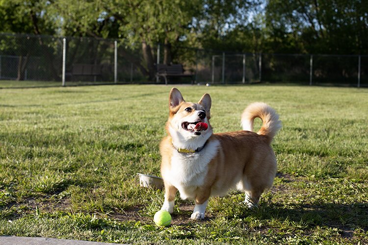 Nori, a 5-year-old Pembroke Welsh Corgi, plays at Fort Gratiot Canine Commons, a dog park located in Fort Gratiot Township.