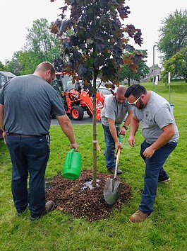 The Parks Department working to plant a tree.