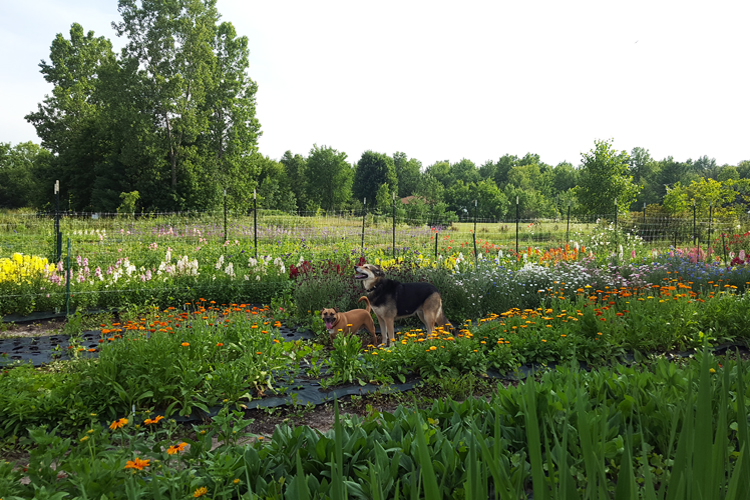  Two of  the resident  dogs, Hondo and Kayla, exploring the field.