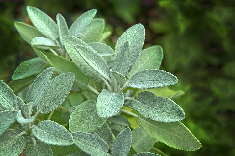 Indigenous Sacred Plants: Sage