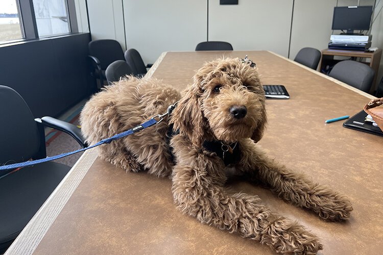 Titan, a male Goldendoodle and Labrador mix, will be working to support the mental health and wellness of the community through the Port Huron Police Department.