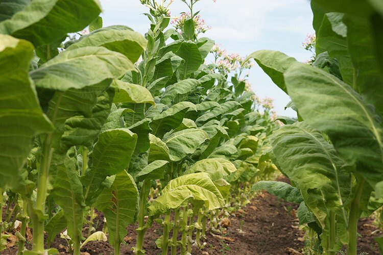 Tobacco plants