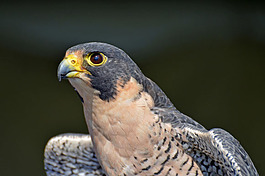 Peregrine falcons are among the U.S.'s endangered birds.