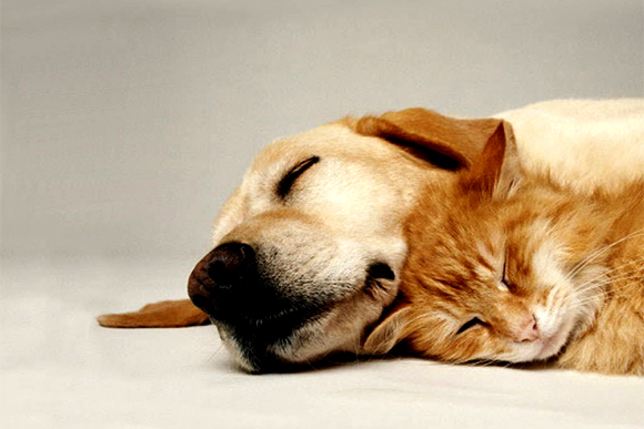 Some of our pets truly live the charmed life. 