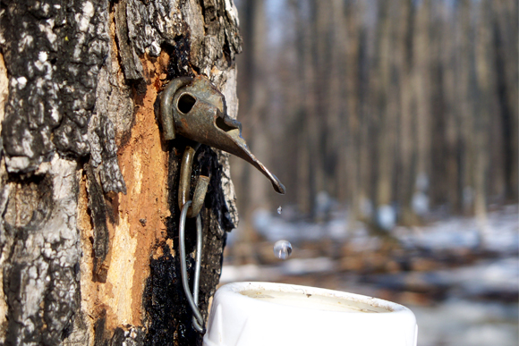 A tap drips sap from a maple tree. 