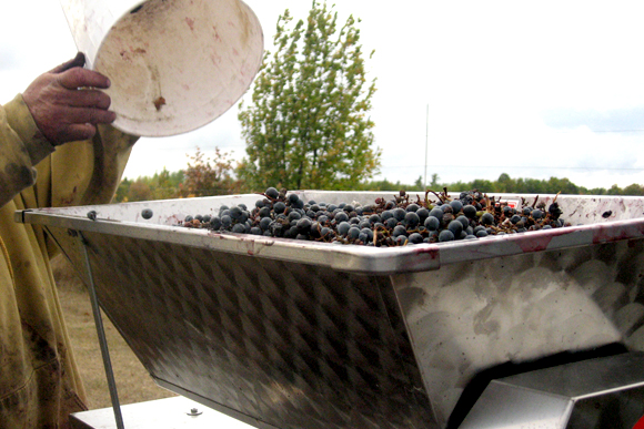 Grapes go into a hopper at Threefold's vineyard. 