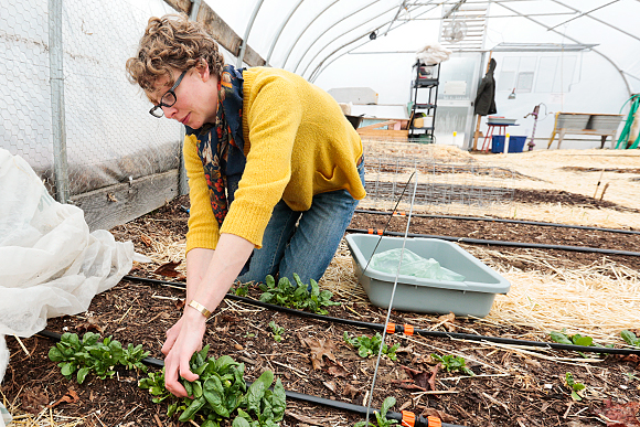 harvesting over winter spinach in the hoop house