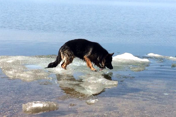 Donner, a German shepherd, investigates ice in the 80-degree summer weather. 