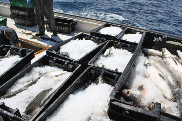 sustainable fishing