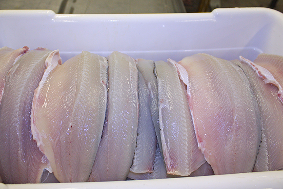 sustainable fishing