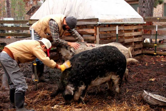 Harvest time for Mangalitsa hogs.