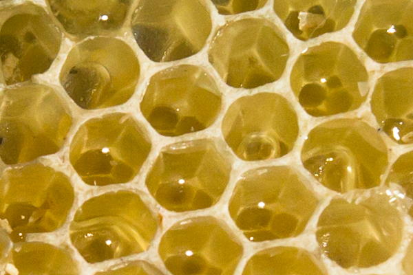 Algomah Acres honey -Shawn Malone